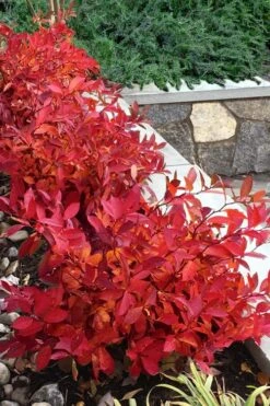 Scentlandia Sweetspire (Itea Virginica) - 3 Gallon Pot -FRUIT TREES & PLANTS Shop itea virginica scentlandia virginia sweetspire 7