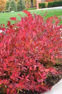 Virginia Sweetspire (Itea Virginica) - 3 Gallon Pot -FRUIT TREES & PLANTS Shop itea virginica virginia sweetspire 14 1