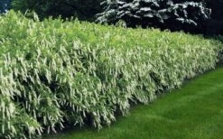 Virginia Sweetspire (Itea Virginica) - 1 Gallon Pot -FRUIT TREES & PLANTS Shop itea virginica virginia sweetspire 5