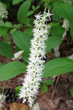 Virginia Sweetspire (Itea Virginica) - 3 Gallon Pot -FRUIT TREES & PLANTS Shop itea virginica virginia sweetspire 7 1