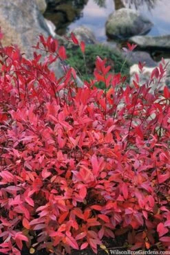 Virginia Sweetspire (Itea Virginica) - 3 Gallon Pot -FRUIT TREES & PLANTS Shop itea virginica virginia sweetspire 8 1