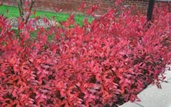 Virginia Sweetspire (Itea Virginica) - 1 Gallon Pot -FRUIT TREES & PLANTS Shop itea virginica virginia sweetspire 9