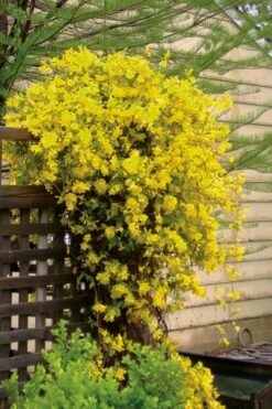 Carolina Yellow Jasmine - Jessamine (Gelsium Sempervirens) - 6 Pack Of 1 Gallon Pots -FRUIT TREES & PLANTS Shop jasmine carolina 21