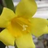 Carolina Yellow Jasmine - Jessamine (Gelsium Sempervirens) - 6 Pack Of 1 Gallon Pots -FRUIT TREES & PLANTS Shop jasmine carolina 22