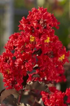 Black Diamond Best Red Crape Myrtle (Single Trunk Tree) - 7 Gallon Pot 13 Black Diamond Best Red Crape Myrtle (Single Trunk Tree) - 7 Gallon Pot -FRUIT TREES & PLANTS Shop lagerstroemia black diamond best red crape myrtle tree 2 1