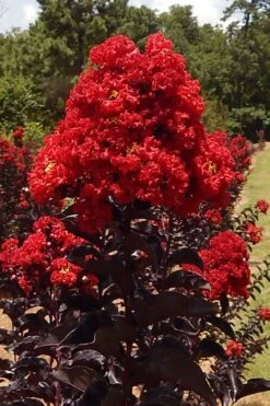Black Diamond Best Red Crape Myrtle (Single Trunk Tree) - 7 Gallon Pot 11 Black Diamond Best Red Crape Myrtle (Single Trunk Tree) - 7 Gallon Pot -FRUIT TREES & PLANTS Shop lagerstroemia black diamond best red crape myrtle tree 3 1