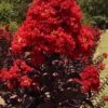 Black Diamond Best Red Crape Myrtle (Multi Trunk) - 3 Gallon Pot -FRUIT TREES & PLANTS Shop lagerstroemia black diamond best red crape myrtle tree 3