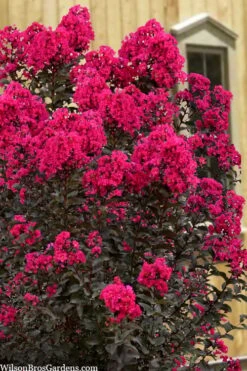 Black Diamond 'Mystic Magenta' Crape Myrtle - 3 Gallon Pot -FRUIT TREES & PLANTS Shop lagerstroemia indica black diamond mystic magenta crape myrtle 1