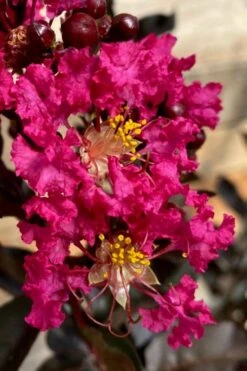 Black Diamond 'Mystic Magenta' Crape Myrtle - 3 Gallon Pot -FRUIT TREES & PLANTS Shop lagerstroemia indica black diamond mystic magenta crape myrtle 3