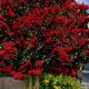 Dynamite Red Crape Myrtle - 7 Gallon Pot (5-6') -FRUIT TREES & PLANTS Shop lagerstroemia indica dynamite 201