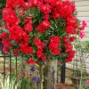 Enduring Summer Red Crape Myrtle Tree (Single Trunk) - 7 Gallon Pot 1 Enduring Summer Red Crape Myrtle Tree (Single Trunk) - 7 Gallon Pot -FRUIT TREES & PLANTS Shop lagerstroemia indica enduring summer red crape myrtle single trunk tree 103
