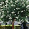Natchez White Crape Myrtle Tree (Single Trunk) - 5 Gallon Pot 1 Natchez White Crape Myrtle Tree (Single Trunk) - 5 Gallon Pot -FRUIT TREES & PLANTS Shop lagerstroemia indica natchez crape myrtle standard single trunk 2
