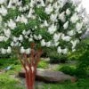 Natchez White Crape Myrtle - 6 Pack Of 1 Gallon Pots 1 Natchez White Crape Myrtle - 6 Pack Of 1 Gallon Pots -FRUIT TREES & PLANTS Shop lagerstroemia indica natchez crape20myrtle tree 50 4