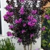 Black Diamond 'Purely Purple' Crape Myrtle Tree (Multi Trunk) - 7 Gallon Pot -FRUIT TREES & PLANTS Shop lagerstroemia indica purely purple black diamond crape myrtle 2 2