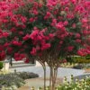 Tuscarora Watermelon Red Crape Myrtle - 6 Pack Of 1 Gallon Pots -FRUIT TREES & PLANTS Shop lagerstroemia indica tuscarora 101 1