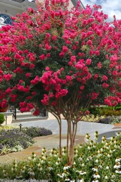 Tuscarora Watermelon Red Crape Myrtle - 6 Pack Of 1 Gallon Pots