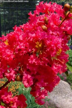 Tuscarora Watermelon Red Crape Myrtle - 7 Gallon Pot (4-5') -FRUIT TREES & PLANTS Shop lagerstroemia indica tuscarora 102