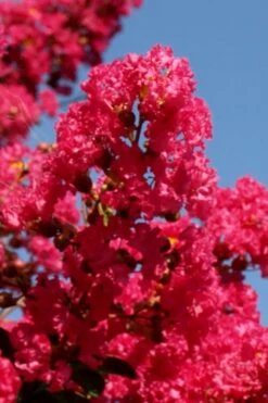 Tuskegee Crape Myrtle - 6 Pack Of 1 Gallon Pots -FRUIT TREES & PLANTS Shop lagerstroemia indica tuskeegee crape myrtle tree 1 1