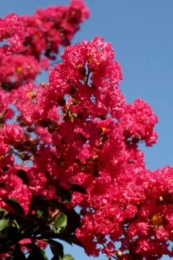 Tuskegee Crape Myrtle - 6 Pack Of 1 Gallon Pots -FRUIT TREES & PLANTS Shop lagerstroemia indica tuskeegee crape myrtle tree 2 1