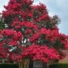 Tuskegee Crape Myrtle - 1 Gallon Pot -FRUIT TREES & PLANTS Shop lagerstroemia indica tuskeegee crape myrtle tree 3