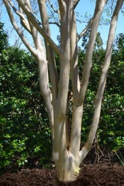 Tuskegee Crape Myrtle - 6 Pack Of 1 Gallon Pots -FRUIT TREES & PLANTS Shop lagerstroemia indica tuskeegee crape myrtle tree 5 1