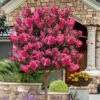 Twilight Magic Crape Myrtle Tree (Single Trunk) - 5 Gallon Pot -FRUIT TREES & PLANTS Shop lagerstroemia indica twilight magic crape myrtle single trunk 3