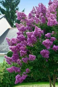 Twilight Purple Crape Myrtle - 6 Pack Of 1 Gallon Pots -FRUIT TREES & PLANTS Shop lagerstroemia indica twilight purple crape myrtle tree 1 4
