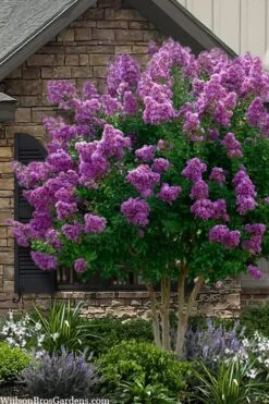 Twilight Purple Crape Myrtle - 7 Gallon Pot (5-6')