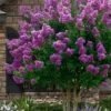 Twilight Purple Crape Myrtle - 3 Gallon Pot -FRUIT TREES & PLANTS Shop lagerstroemia indica twilight purple crape myrtle tree 101 4