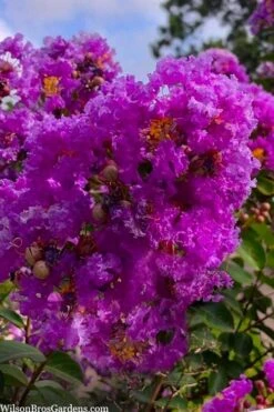 Twilight Purple Crape Myrtle - 3 Gallon Pot -FRUIT TREES & PLANTS Shop lagerstroemia indica twilight purple crape myrtle tree 103 5