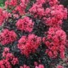 Midnight Magic Crape Myrtle (Multi Trunk) - 7 Gallon Pot -FRUIT TREES & PLANTS Shop lagerstroemia midnight magic crape myrtle 15