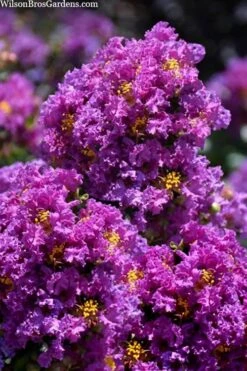 Purple Magic Crape Myrtle Tree (Single Trunk) - 7 Gallon Pot (6-7') 11 Purple Magic Crape Myrtle Tree (Single Trunk) - 7 Gallon Pot (6-7') -FRUIT TREES & PLANTS Shop lagerstroemia purple magic crape myrtle single trunk tree 5