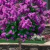 Purple Magic Crape Myrtle Tree (Single Trunk) - 7 Gallon Pot (6-7') 2 Purple Magic Crape Myrtle Tree (Single Trunk) - 7 Gallon Pot (6-7') -FRUIT TREES & PLANTS Shop lagerstroemia purple magic crape myrtle single trunk tree 7