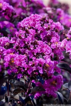 Black Diamond 'Purely Purple' Crape Myrtle Tree (Multi Trunk) - 7 Gallon Pot -FRUIT TREES & PLANTS Shop lagestroemia indica purely purple black diamond crape myrtle 1 3