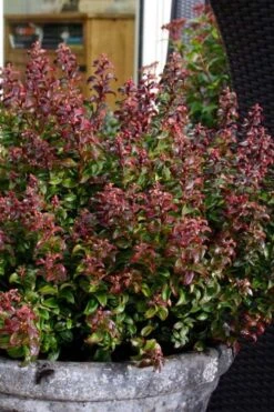 Twisting Red Leucothoe (Fetterbush) - 1 Gallon Pot -FRUIT TREES & PLANTS Shop leucothoe axillaris twisting red coastal dog hobble 2