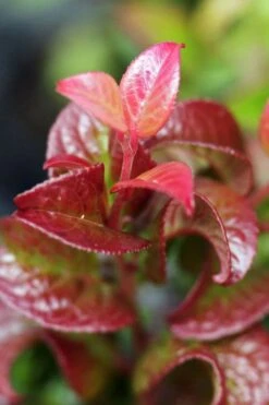 Twisting Red Leucothoe (Fetterbush) - 1 Gallon Pot -FRUIT TREES & PLANTS Shop leucothoe axillaris twisting red coastal dog hobble 3