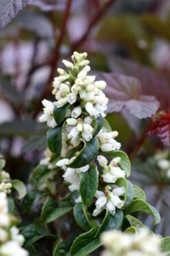 Twisting Red Leucothoe (Fetterbush) - 1 Gallon Pot -FRUIT TREES & PLANTS Shop leucothoe axillaris twisting red coastal dog hobble 5