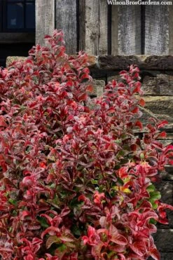 Twisting Red Leucothoe (Fetterbush) - 1 Gallon Pot -FRUIT TREES & PLANTS Shop leucothoe axillaris twisting red coastal dog hobble 7