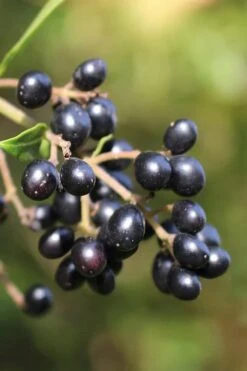 Waxleaf Ligustrum - 6 Pack Of 1 Gallon Pots -FRUIT TREES & PLANTS Shop ligustrum japonicum waxleaf privet 2