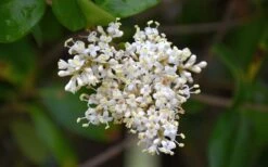 Waxleaf Ligustrum - 6 Pack Of 1 Gallon Pots -FRUIT TREES & PLANTS Shop ligustrum japonicum waxleaf privet 3