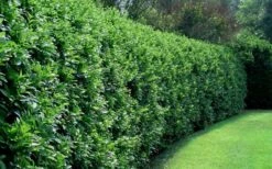 Waxleaf Ligustrum - 6 Pack Of 1 Gallon Pots -FRUIT TREES & PLANTS Shop ligustrum japonicum waxleaf privet 4