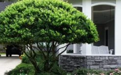 Waxleaf Ligustrum - 6 Pack Of 1 Gallon Pots -FRUIT TREES & PLANTS Shop ligustrum japonicum waxleaf privet 6