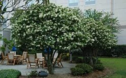 Waxleaf Ligustrum - 6 Pack Of 1 Gallon Pots -FRUIT TREES & PLANTS Shop ligustrum japonicum waxleaf privet 7