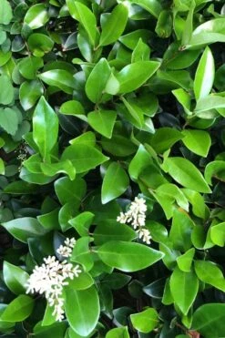 Waxleaf Ligustrum - 6 Pack Of 1 Gallon Pots -FRUIT TREES & PLANTS Shop ligustrum japonicum waxleaf privet 9