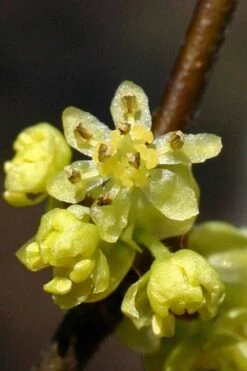 Spicebush (Lindera Benzoin) - 3 Gallon Pot -FRUIT TREES & PLANTS Shop lindera benzoin yellow spicebush 1