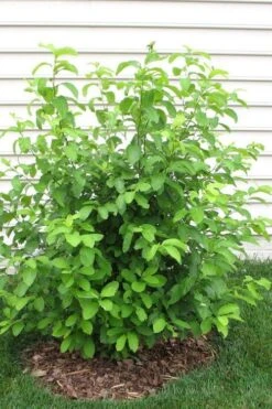 Spicebush (Lindera Benzoin) - 3 Gallon Pot -FRUIT TREES & PLANTS Shop lindera benzoin yellow spicebush 11