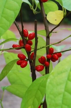 Spicebush (Lindera Benzoin) - 3 Gallon Pot -FRUIT TREES & PLANTS Shop lindera benzoin yellow spicebush 14