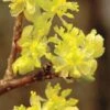Spicebush (Lindera Benzoin) - 3 Gallon Pot -FRUIT TREES & PLANTS Shop lindera benzoin yellow spicebush 2