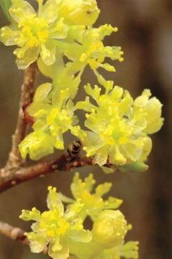 Spicebush (Lindera Benzoin) - 3 Pack Of 1.5 Quart Pots
