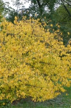Spicebush (Lindera Benzoin) - 3 Gallon Pot -FRUIT TREES & PLANTS Shop lindera benzoin yellow spicebush 21